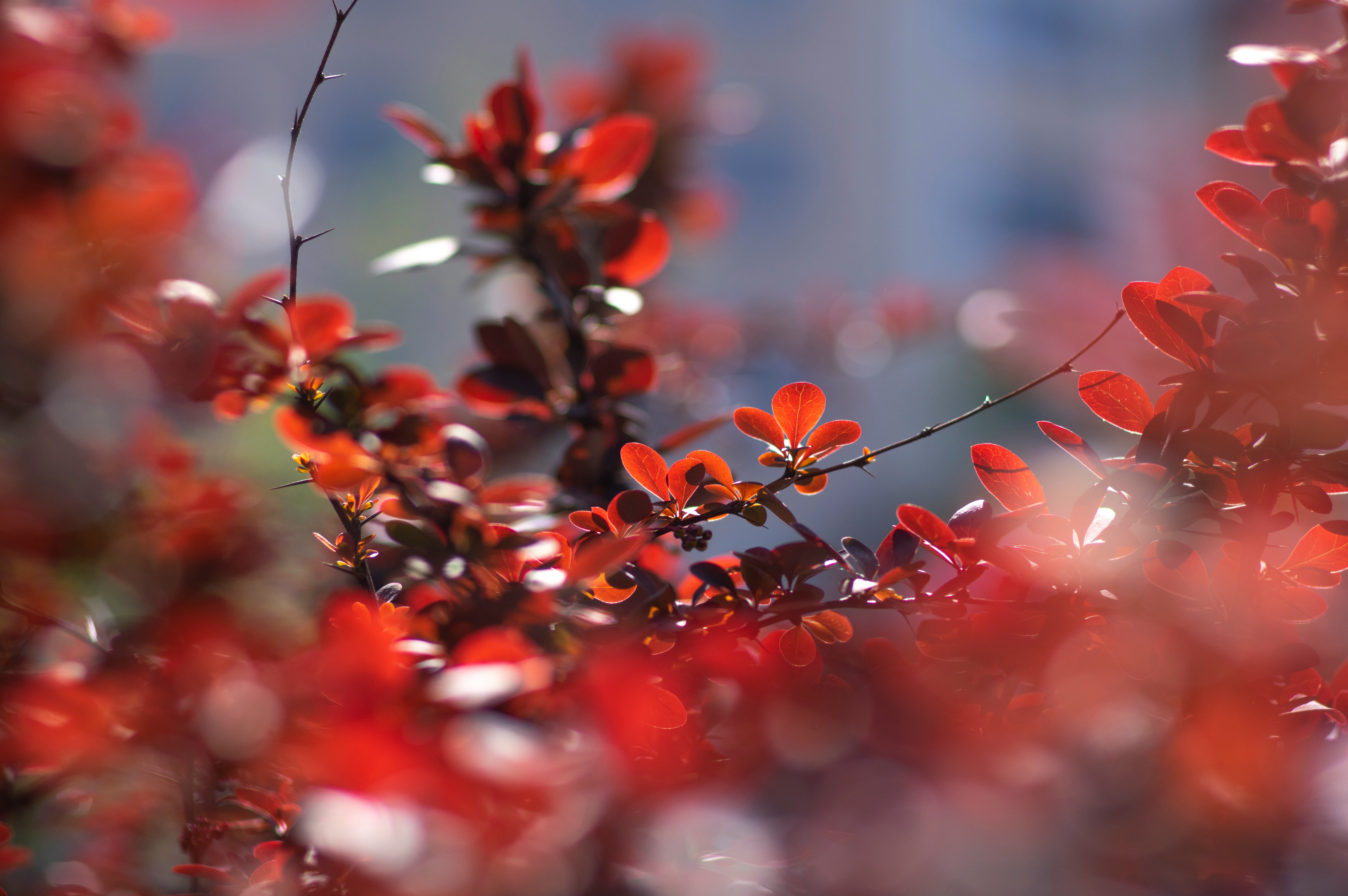 red flowers in tilt shift lens